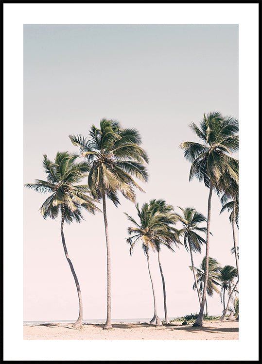 Blush Tropical Trees Plakat