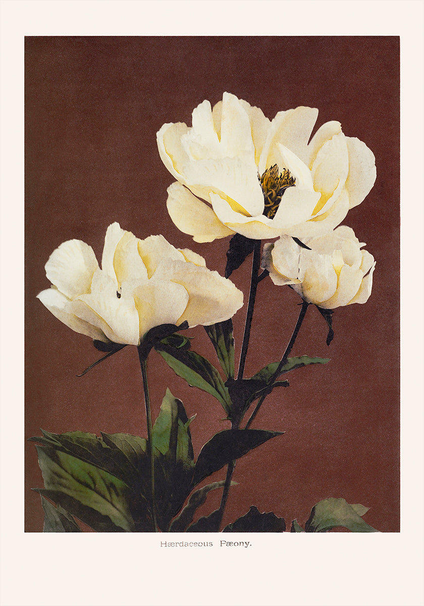Hærdaceous Peony Plakat
