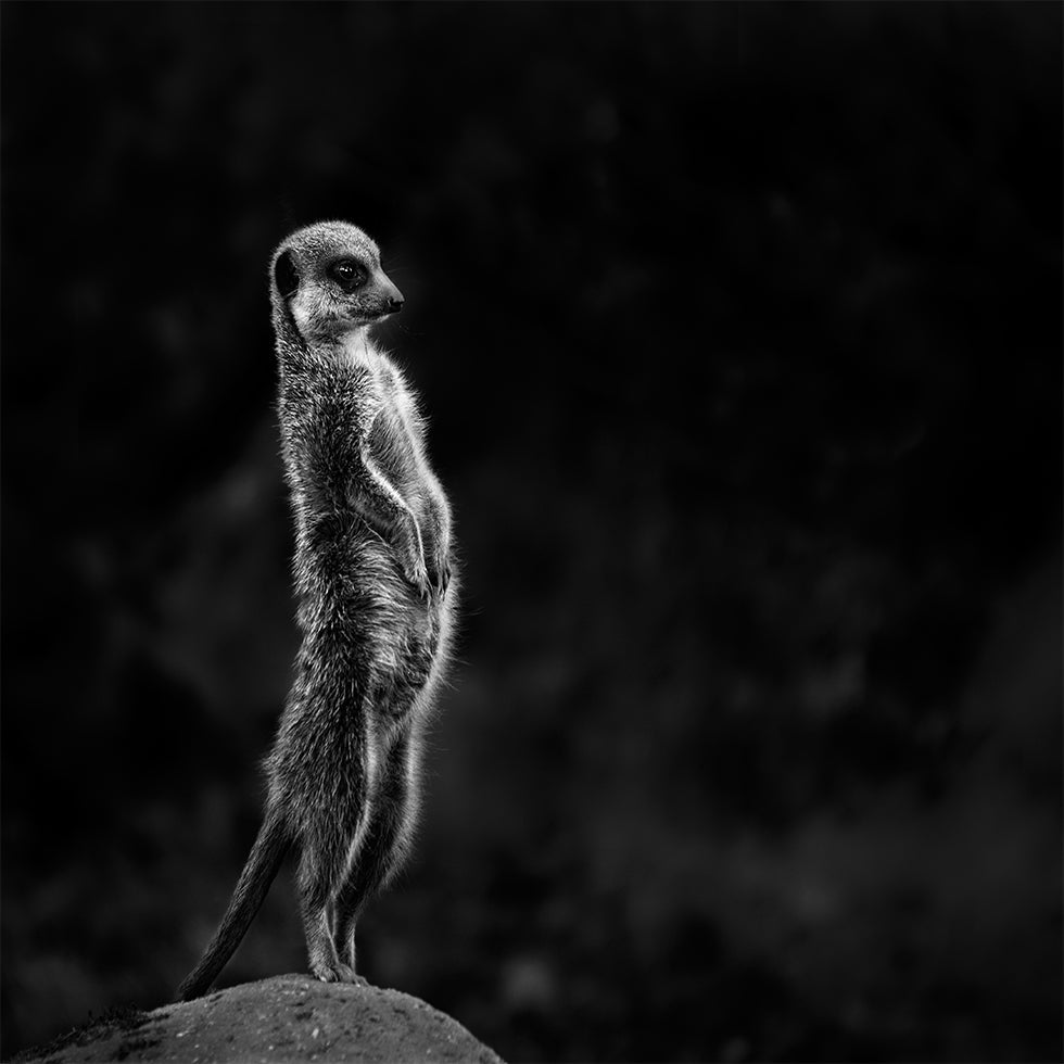 The meerkat Plakat