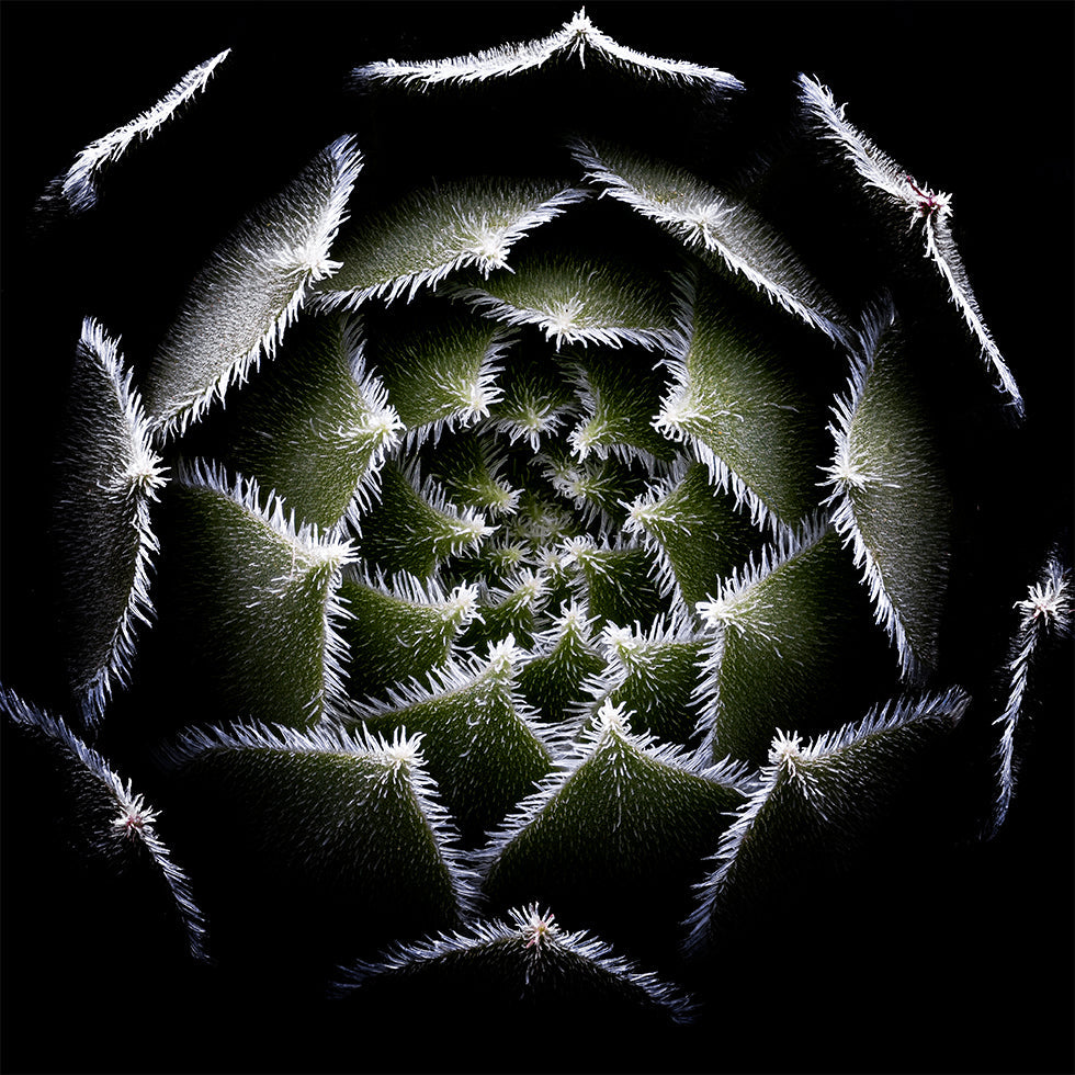 Sempervivum Rosette Poster