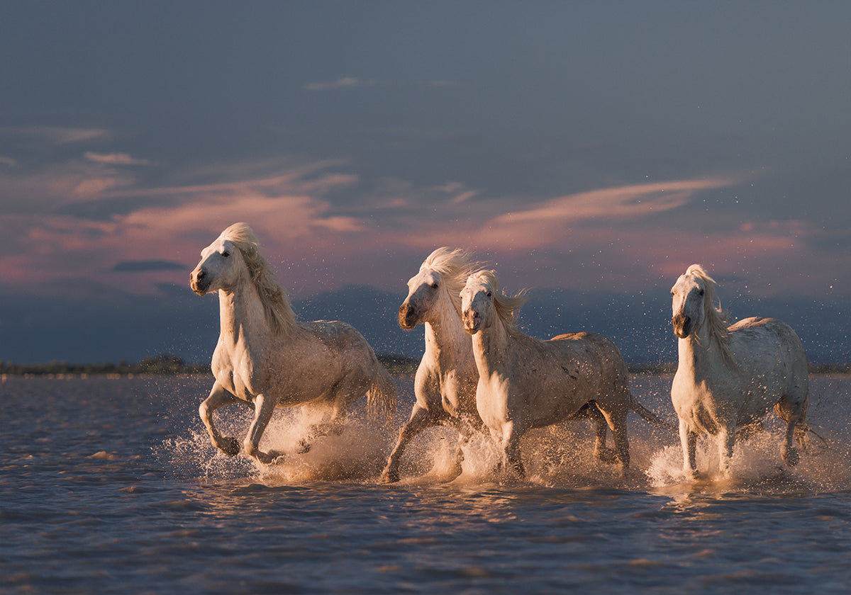 Angels of Camargue Plakat