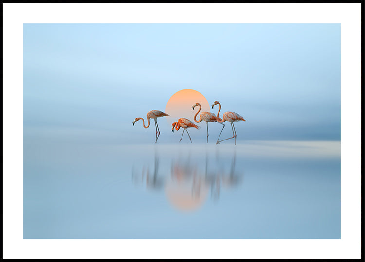 Flamingo in haven Plakat