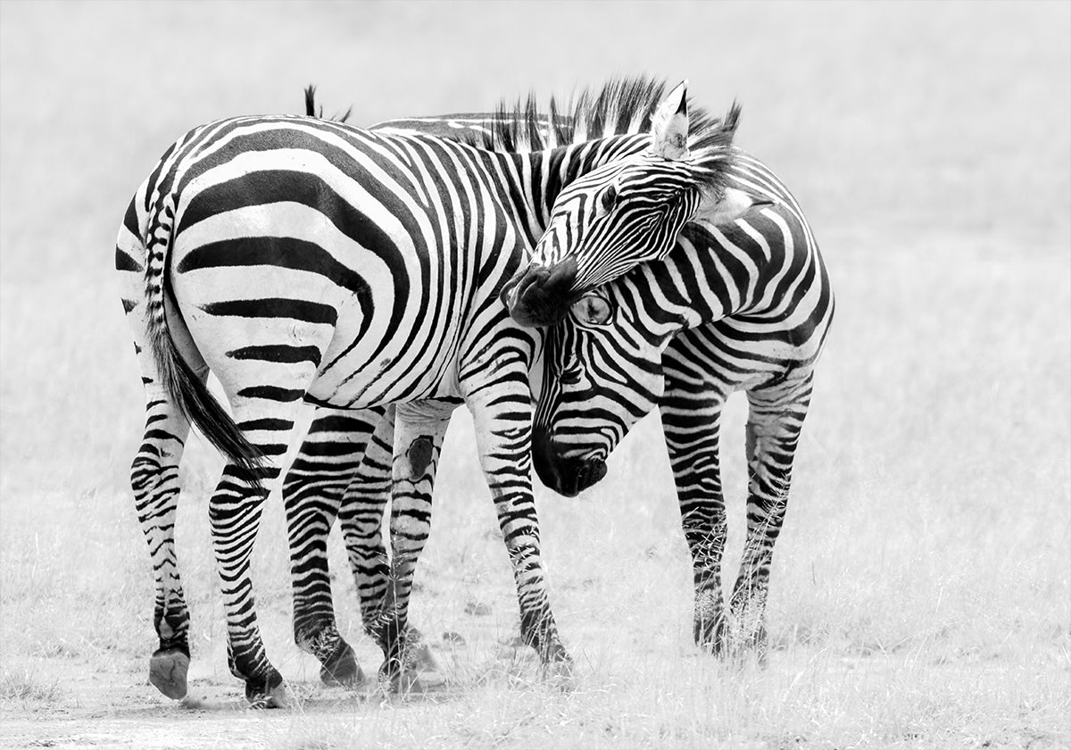 Tender Moment Plakat