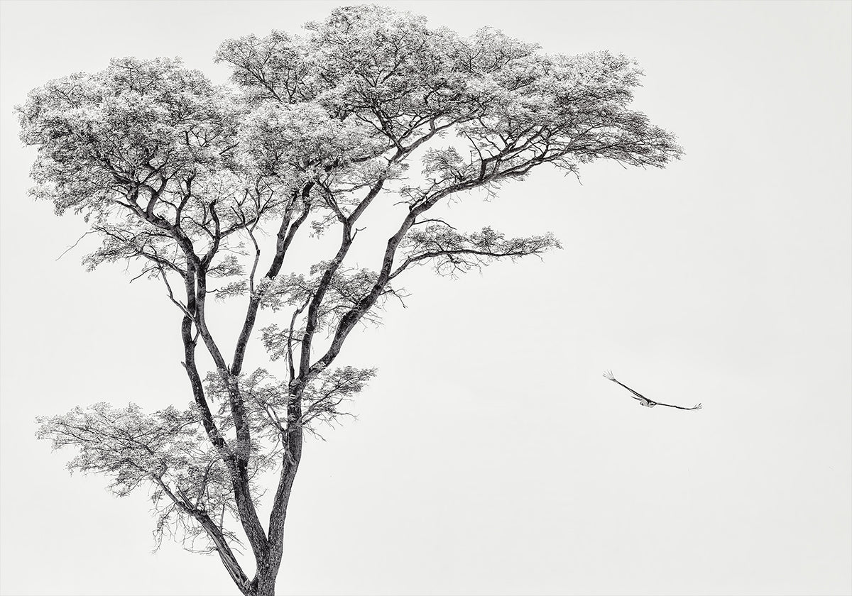 the African eagle Plakat