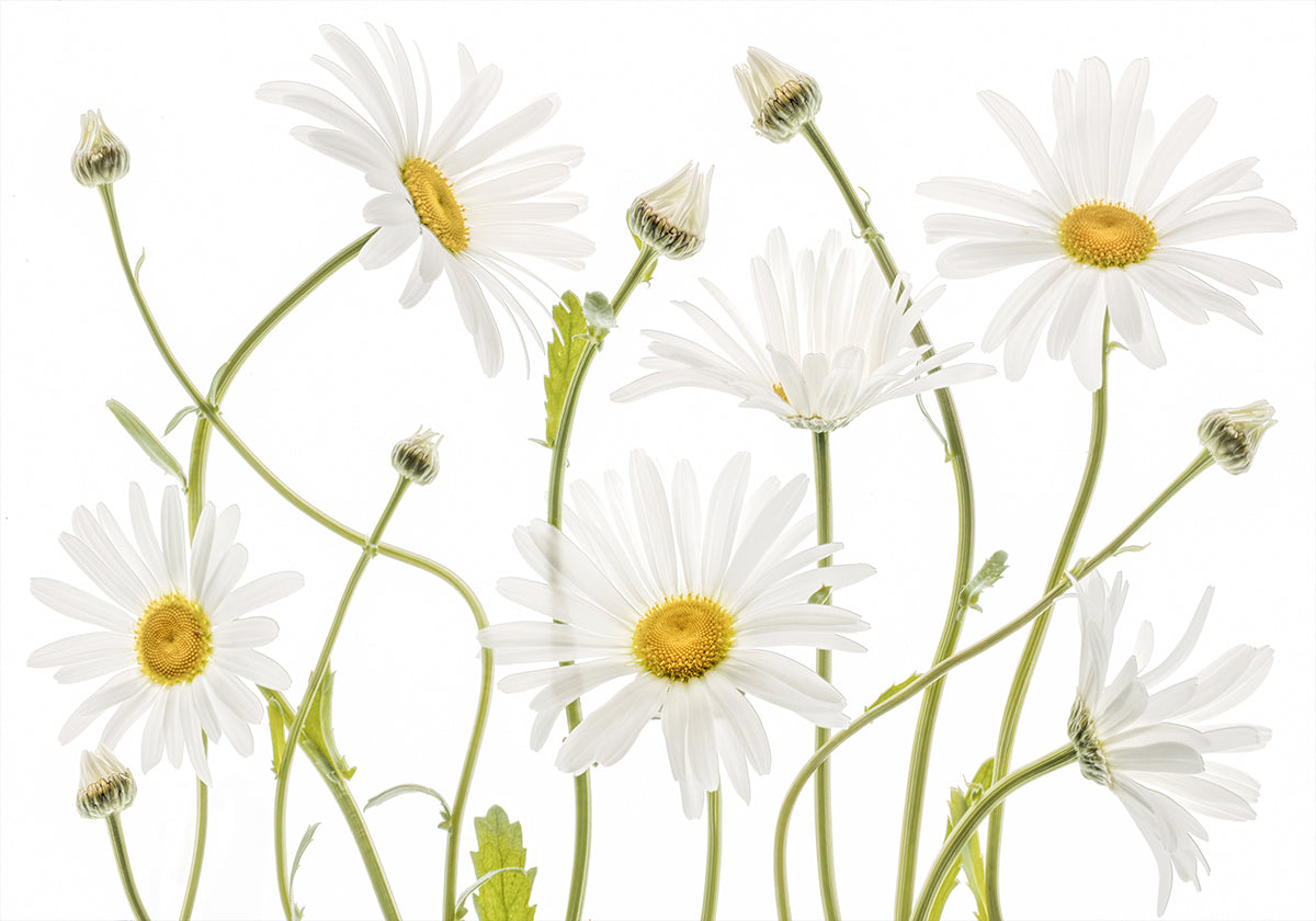 Ox eye Daisies Plakat