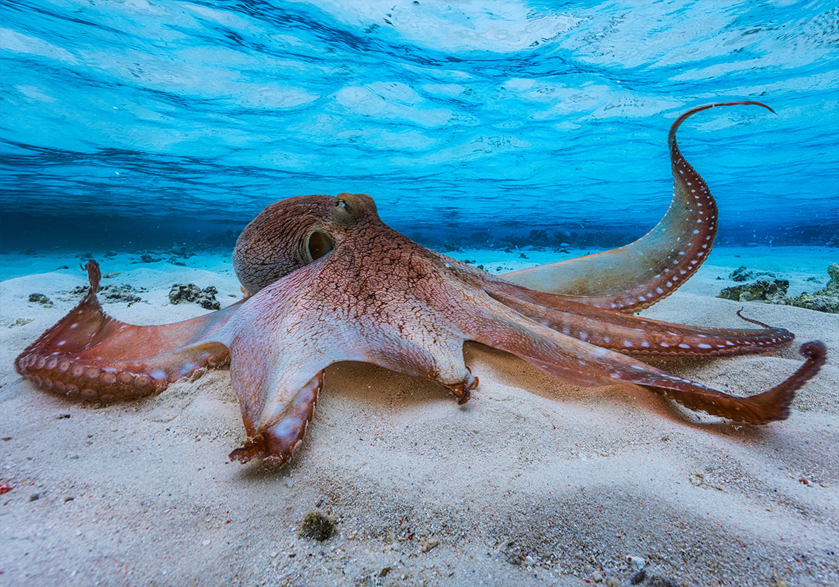 Octopus