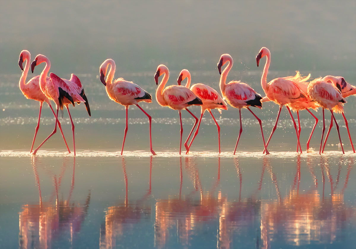 Flamingo Plakat