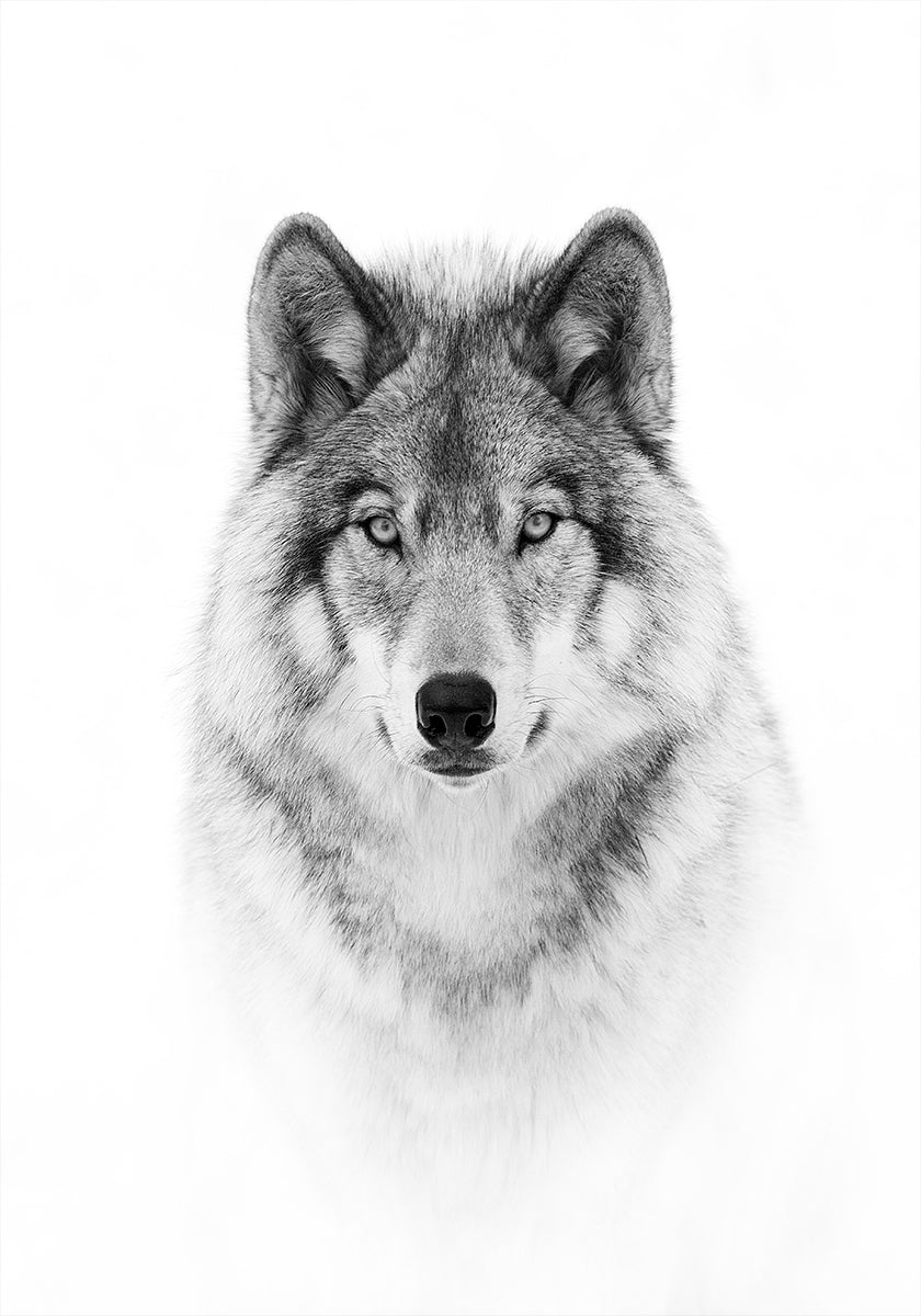 Portrait of a Timber Wolf Plakat