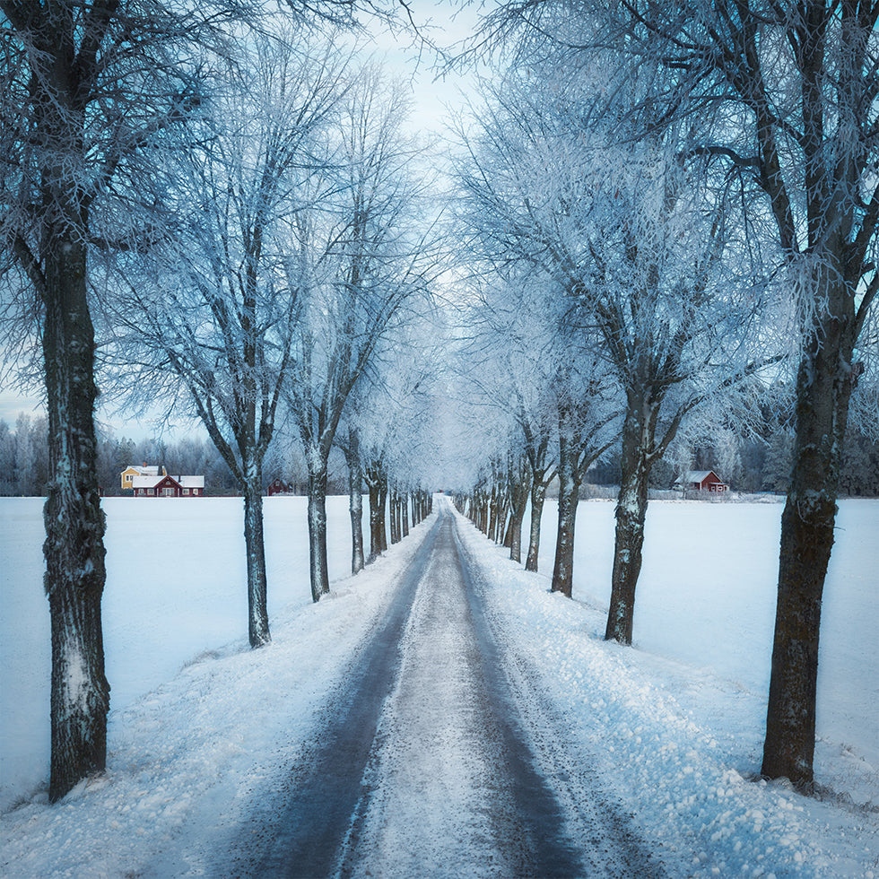 Swedish winter Plakat