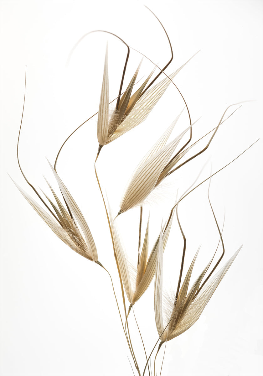 Delicacy of nature Plakat