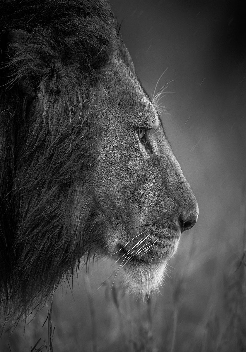 Thinking Under The Rain Plakat