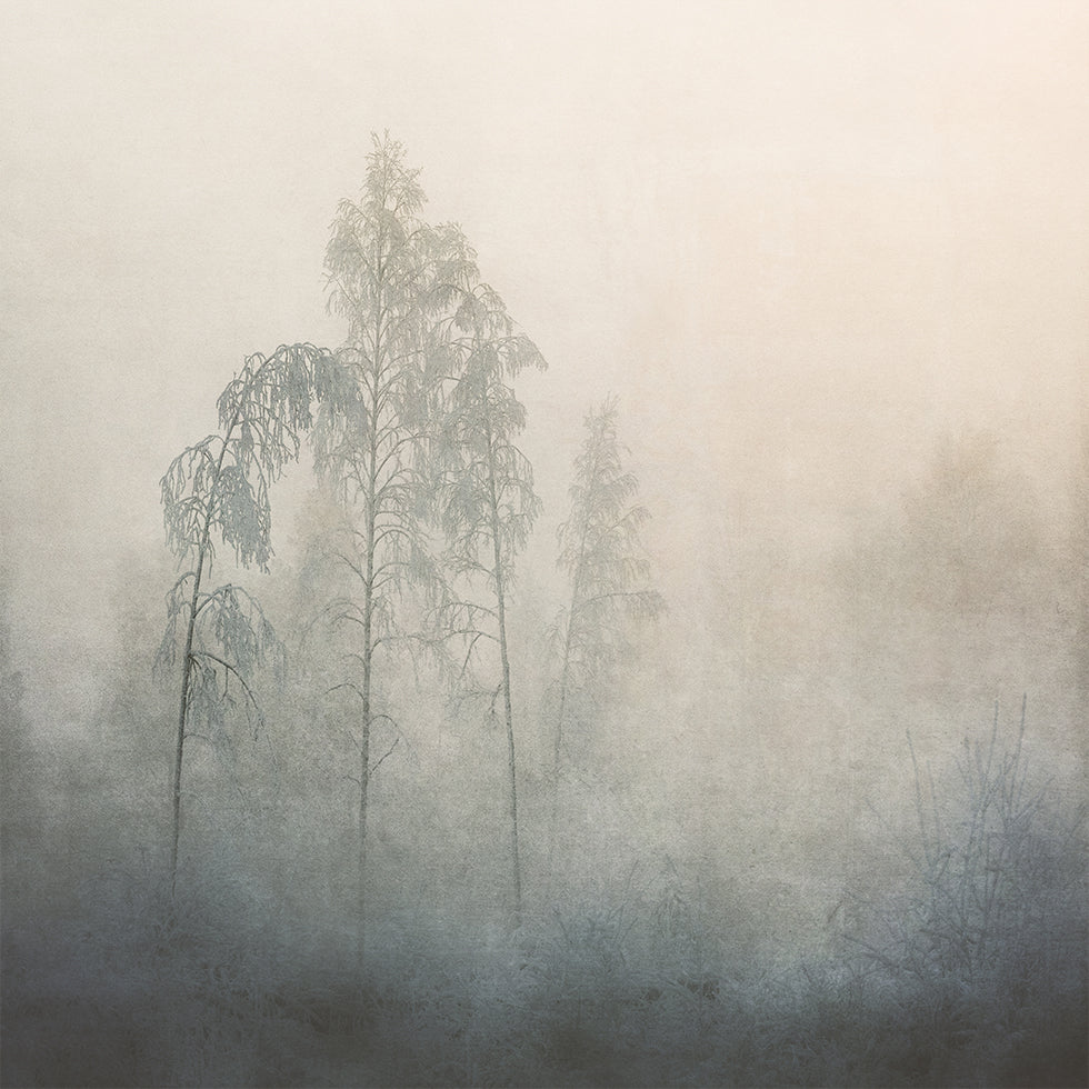 Silent Pines in the Mist Plakat