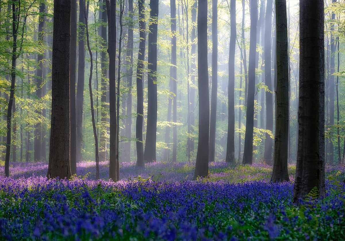 Bluebells Plakat