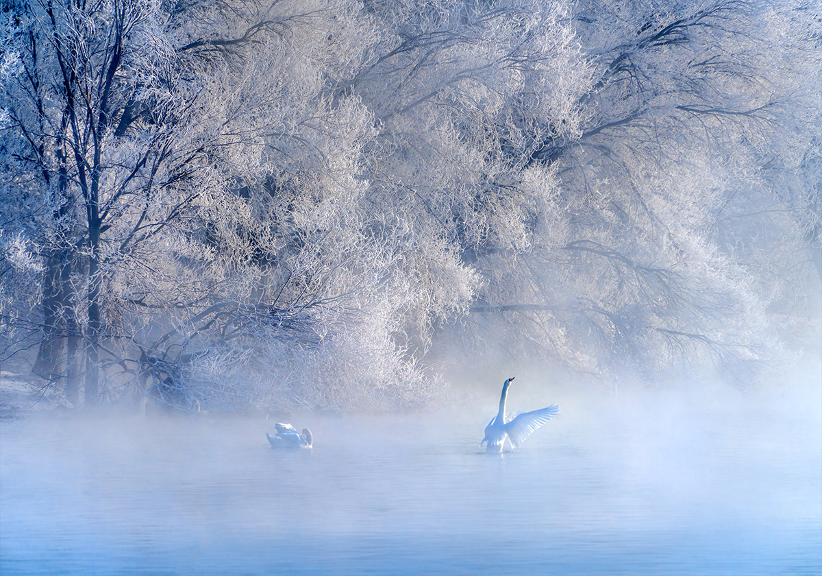 Swan Lake Plakat