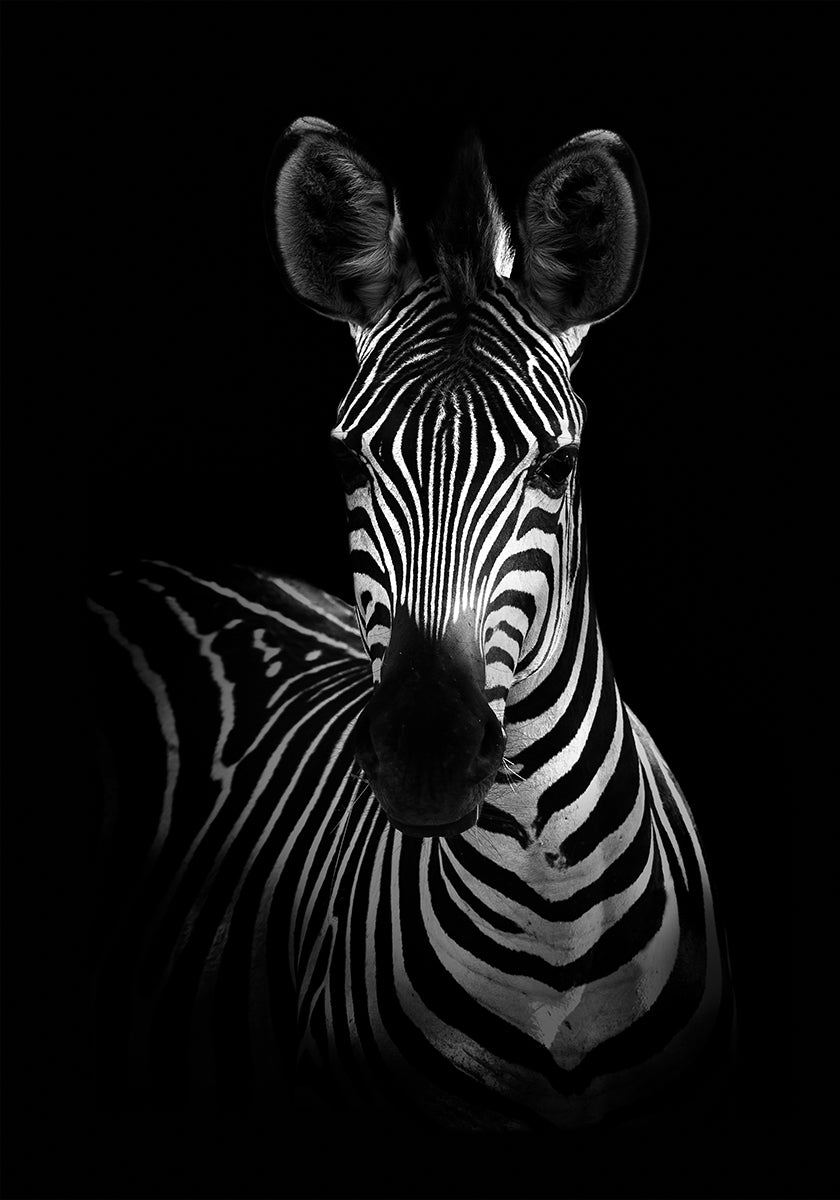 The Zebra Plakat