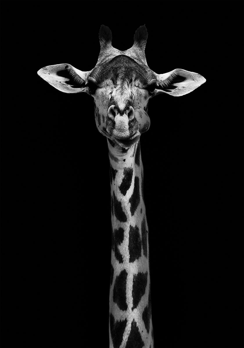 Giraffe Portrait Plakat