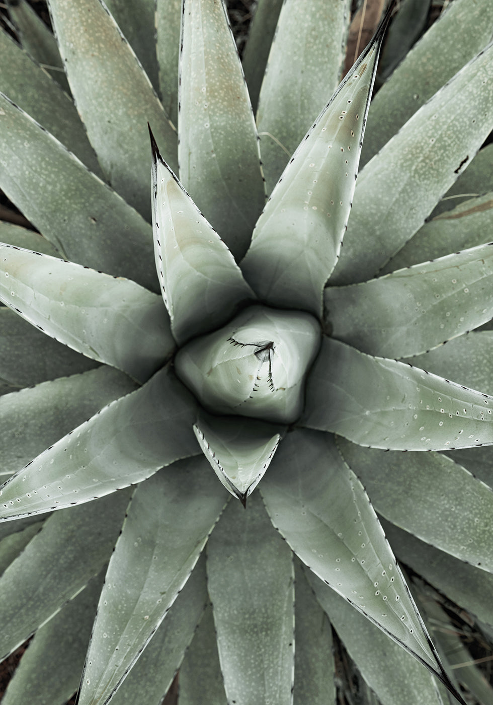 a close up of a green plant with leaves