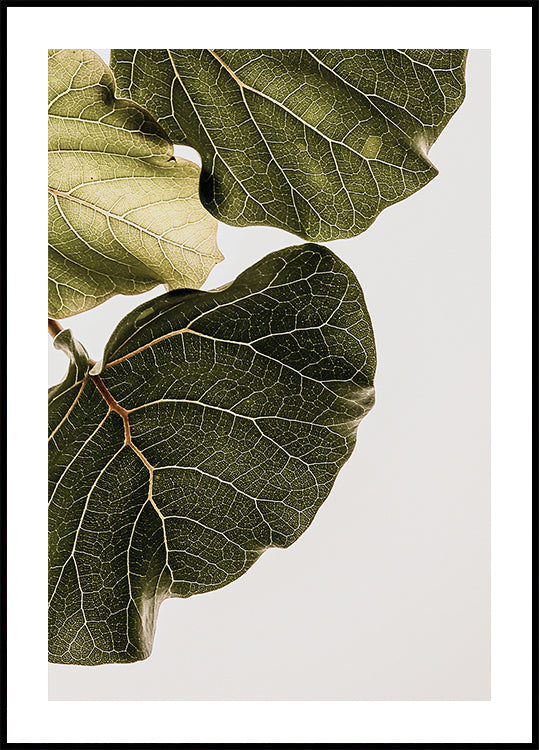Leaf Veins Symphony Plakat