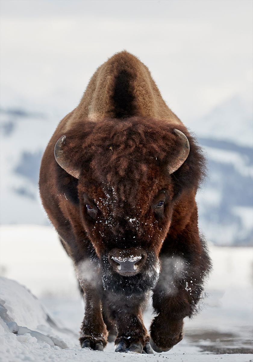 Bison Incoming Plakat
