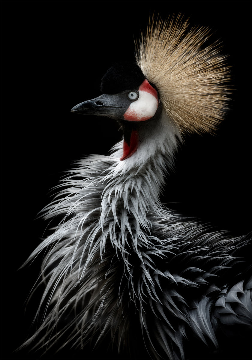 Crowned crane's portrait Plakat