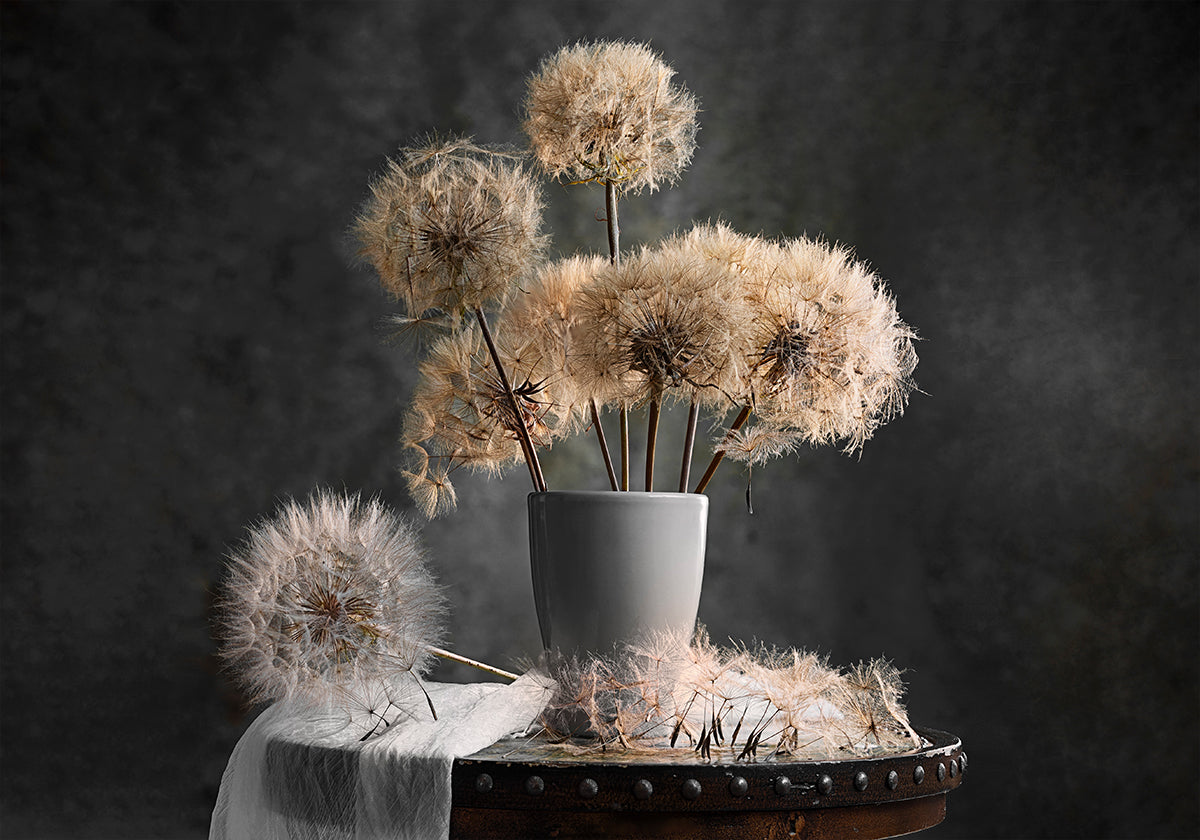 Dandelion Seed Pod Plakat