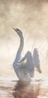 Swan Lake Plakat - Posterbox.no