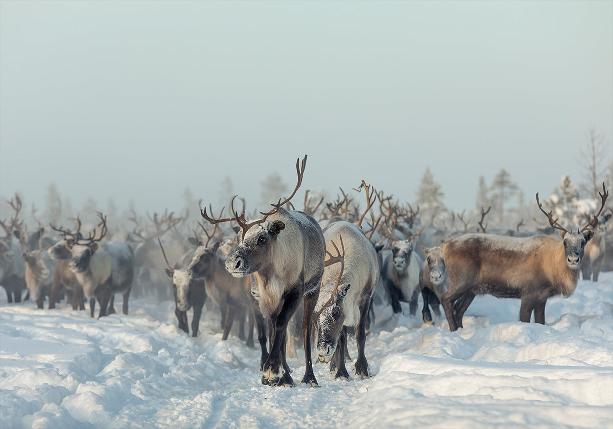 Reindeers Plakat