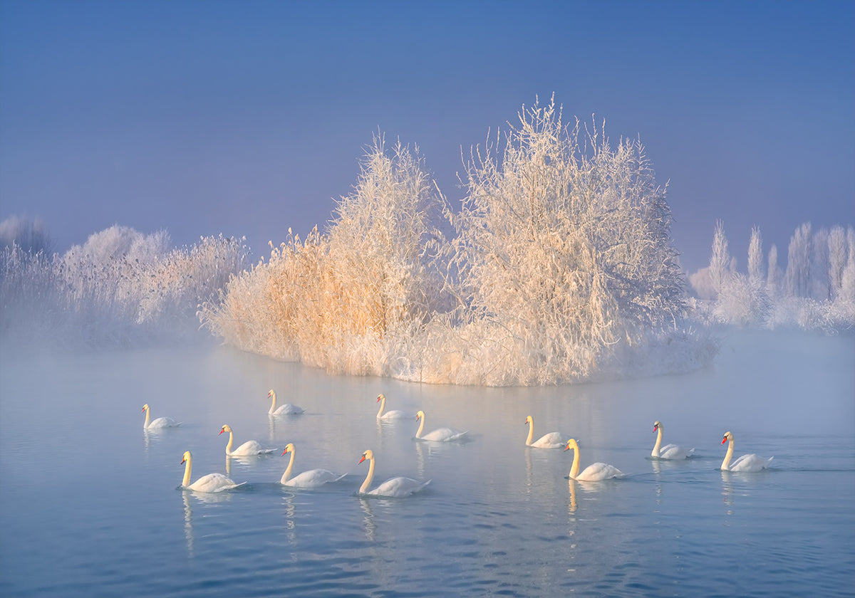 Swan Lake Poster