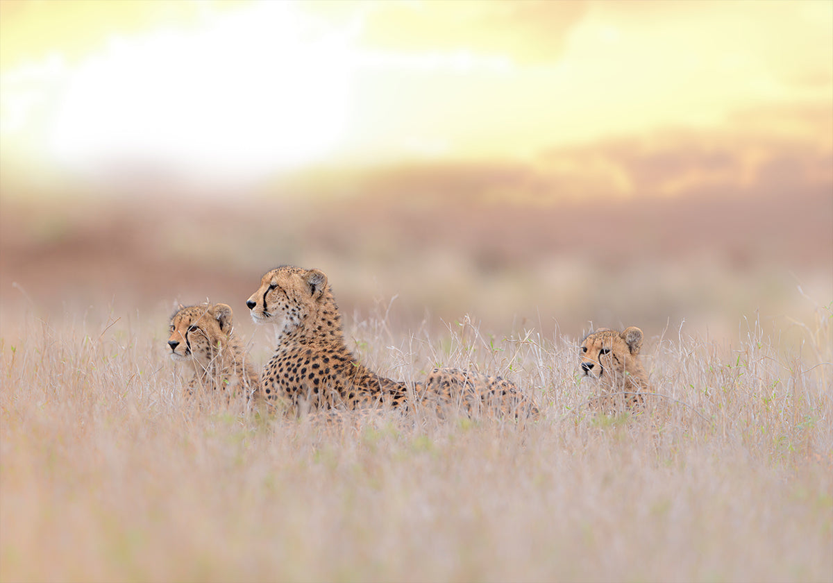 Cheetah Family Plakat