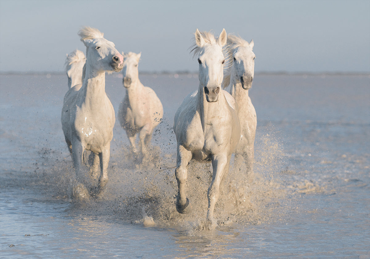 horses Poster