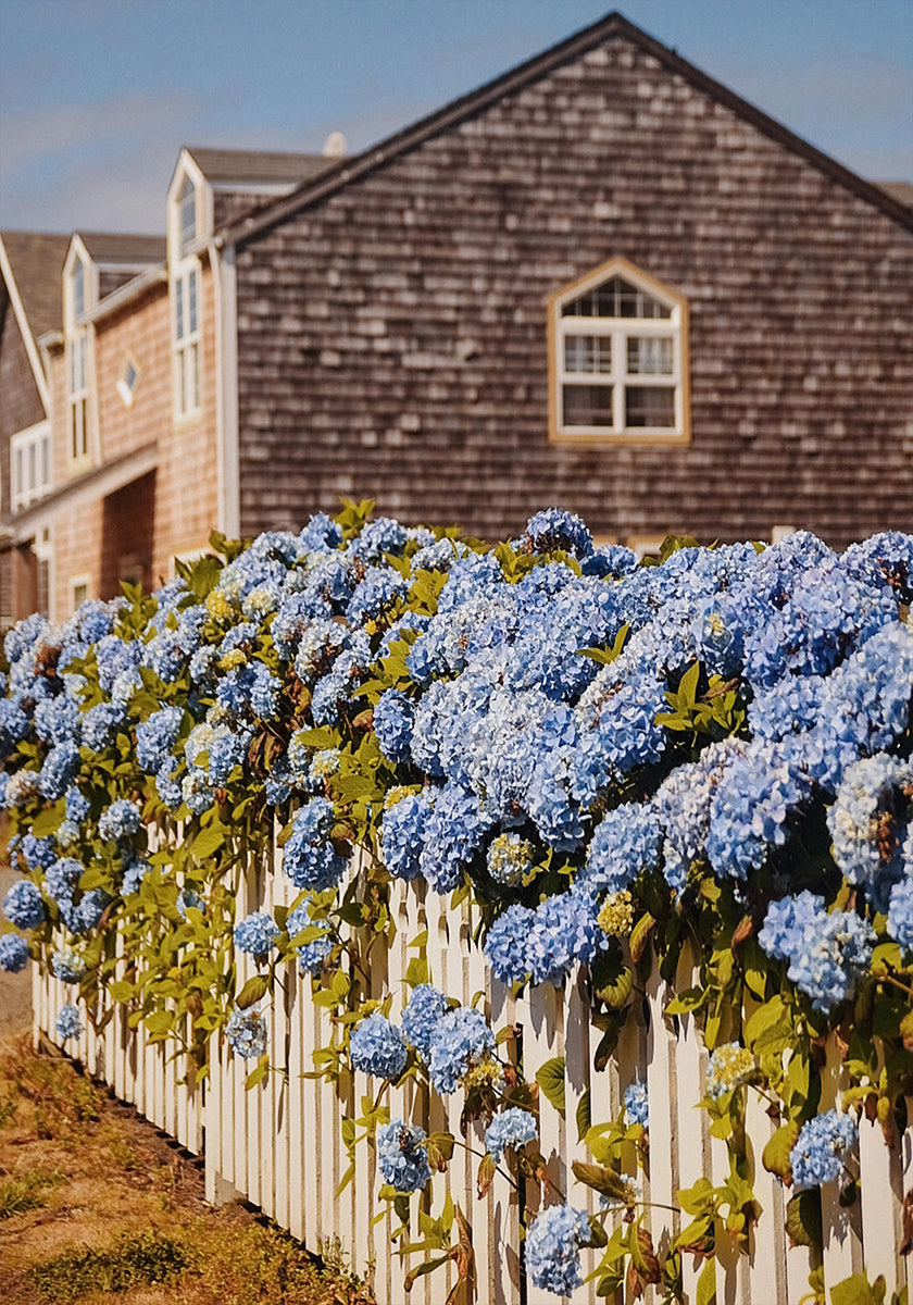 Cannon Beach Hydrangeas Plakat