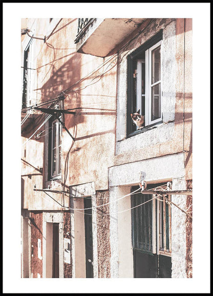 Curious Cat in the Old Town Window Plakat - Posterbox.no