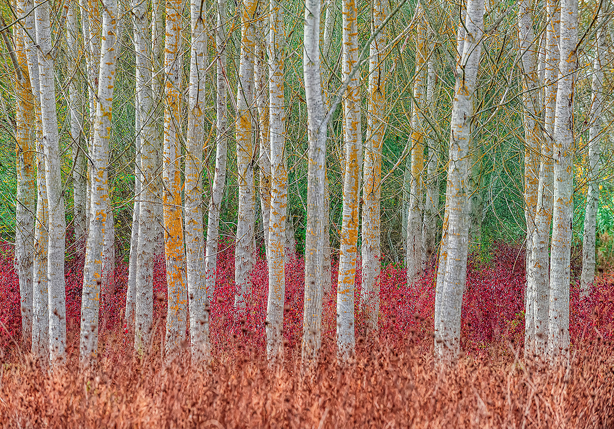 Birch forest Plakat