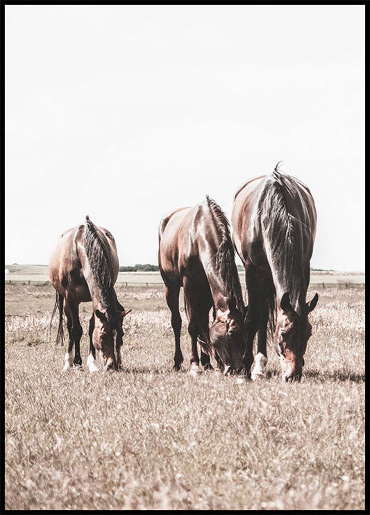 Three Brown Horses Plakat - Posterbox.no