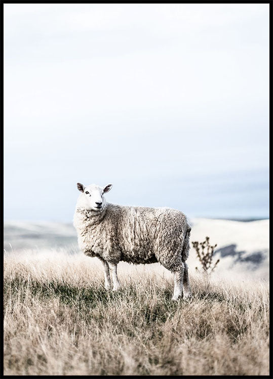 White Sheep in Field Plakat - Posterbox.no