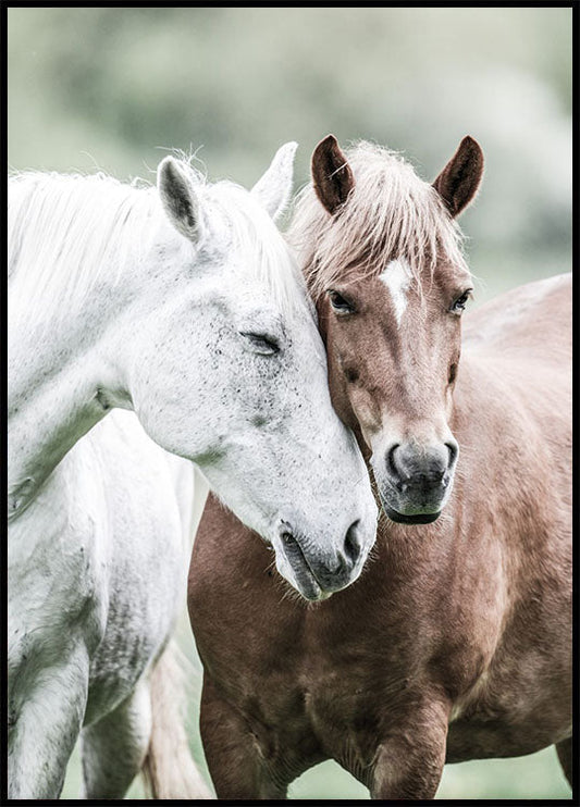 Wild Horses Close Up Plakat - Posterbox.no