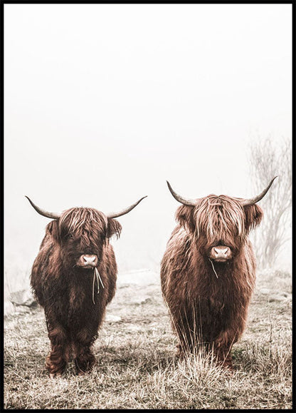 Scottish Highlanders Plakat - Posterbox.no