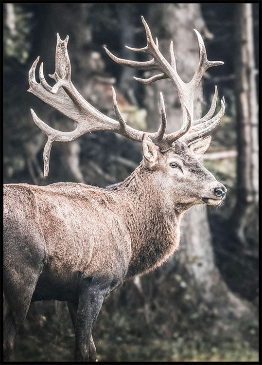 Red Deer Plakat - Posterbox.no