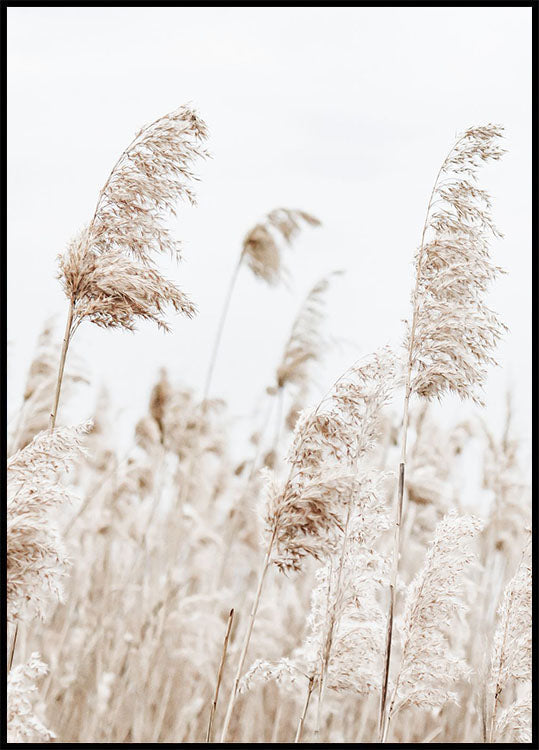 Boho Dried Flowers Plakat - Posterbox.no