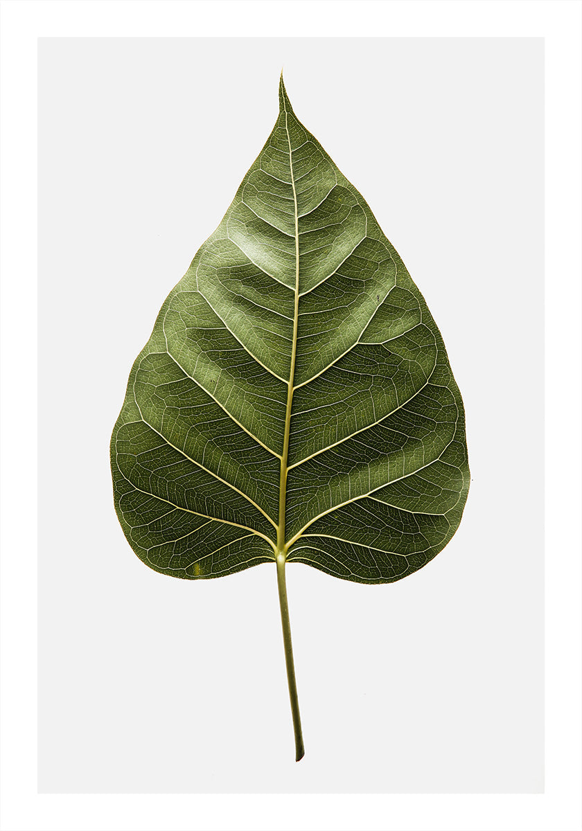 Leaf's Intricate Veins Plakat