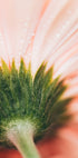 A close-up view of a delicate pink flower petal, with water droplets glistening on its surface.
