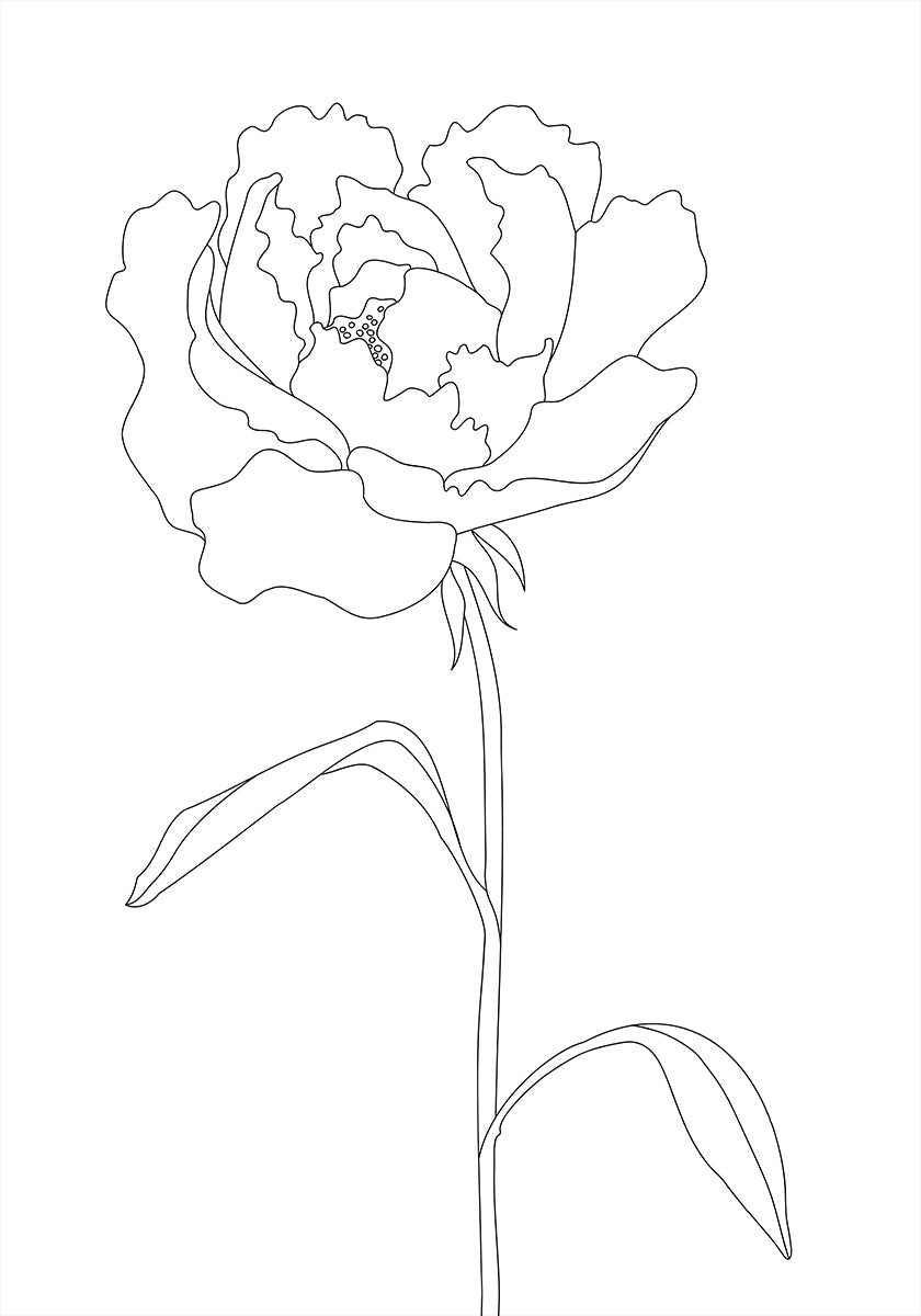 Peony Lines Plakat