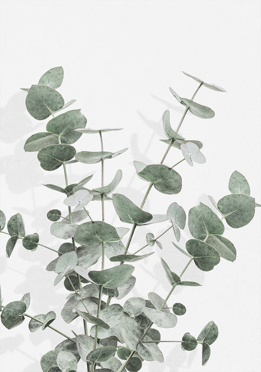 Eucalyptus Creative 16 Plakat
