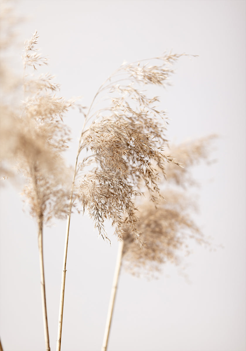 Reed Grass Grey 09 Plakat