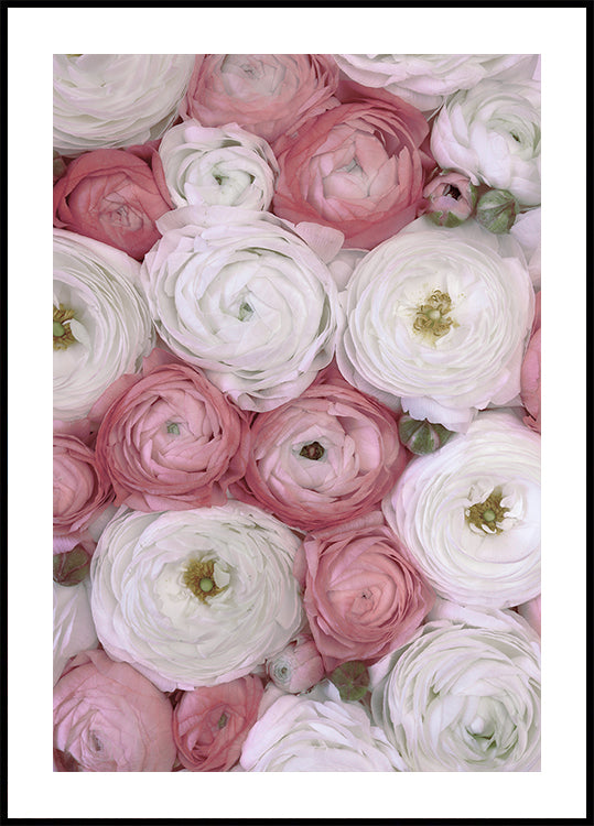 Scattered ranunculus in muted pink II Plakat