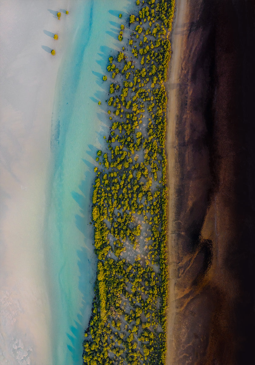 Mangrove Symphony Plakat