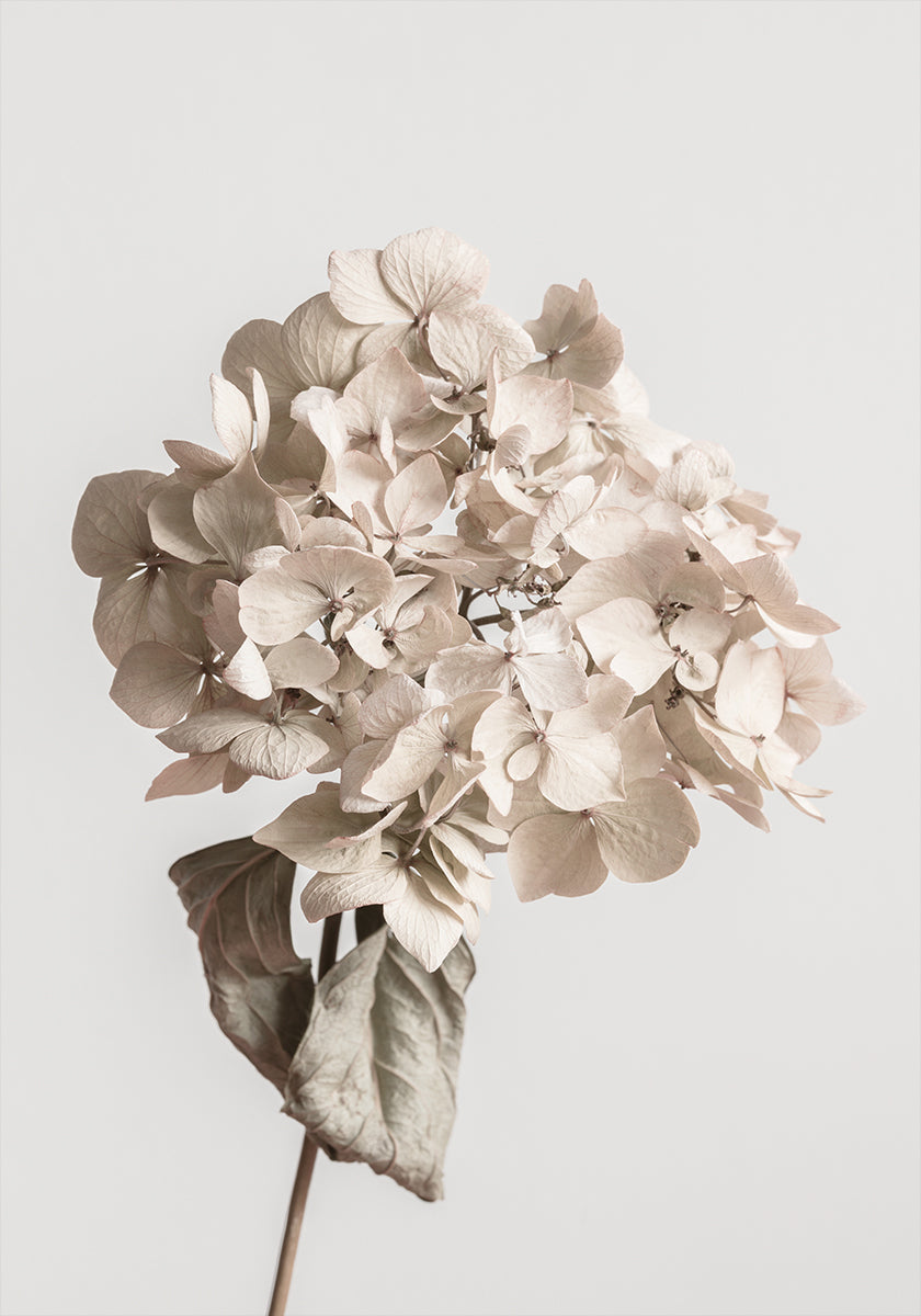 Beige dried flower Plakat
