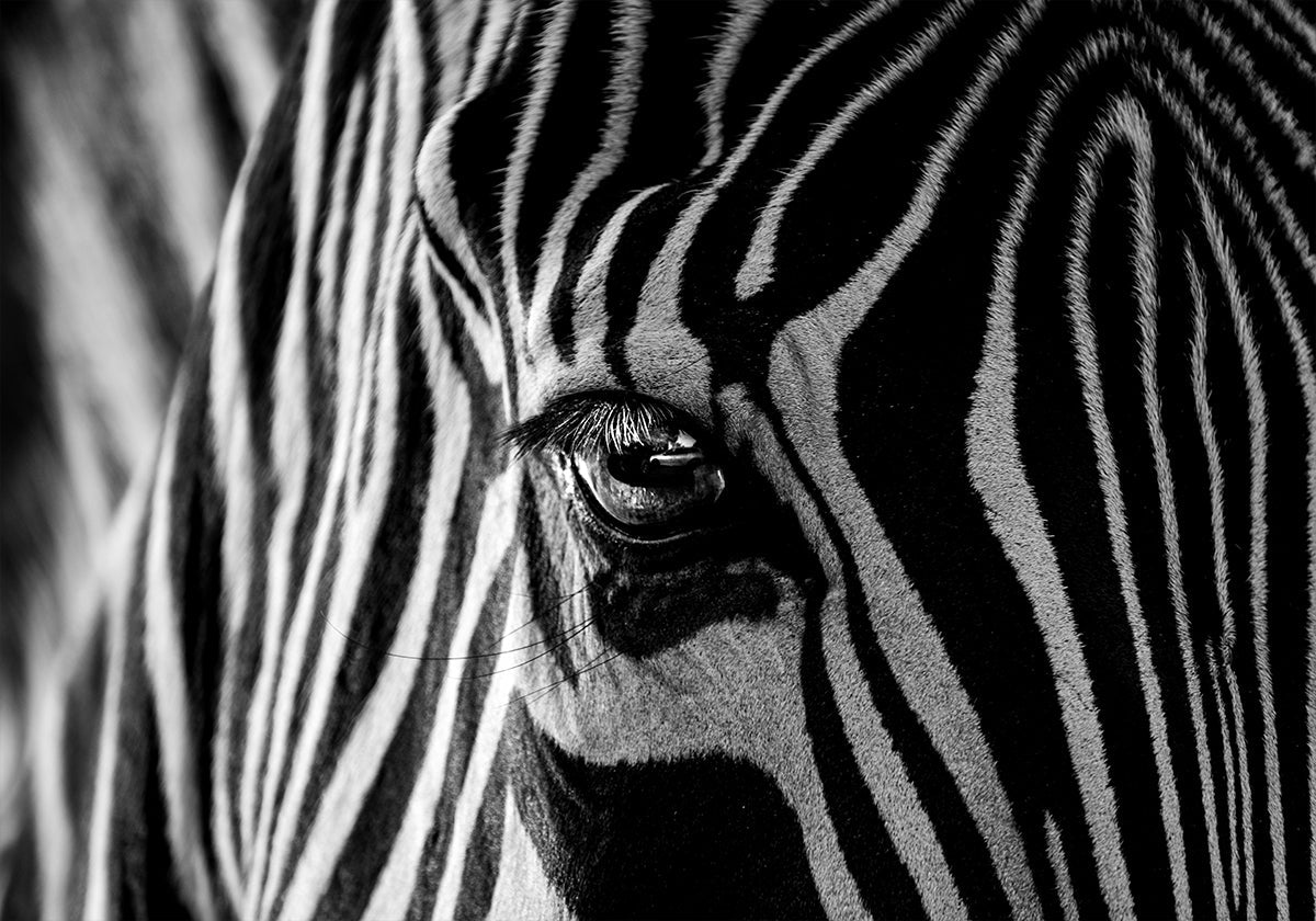 Abstract Zebra Plakat