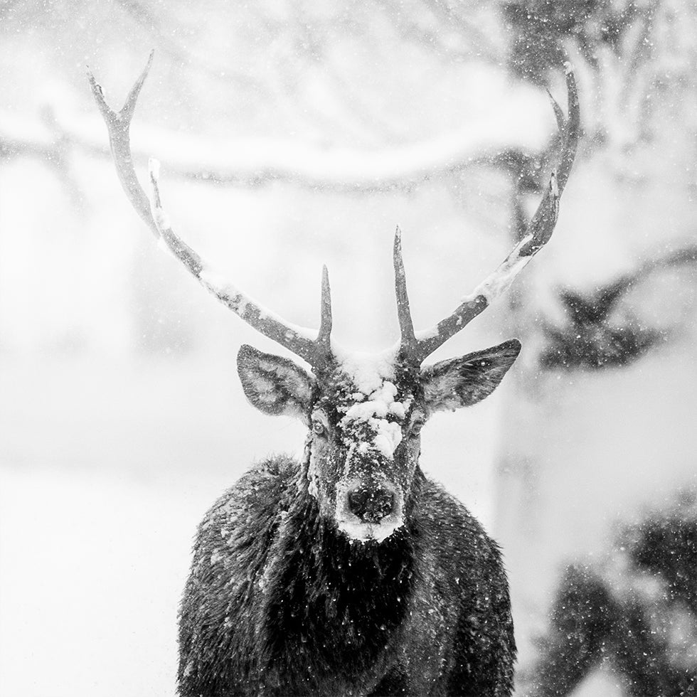 Male deer in heavy snow Plakat