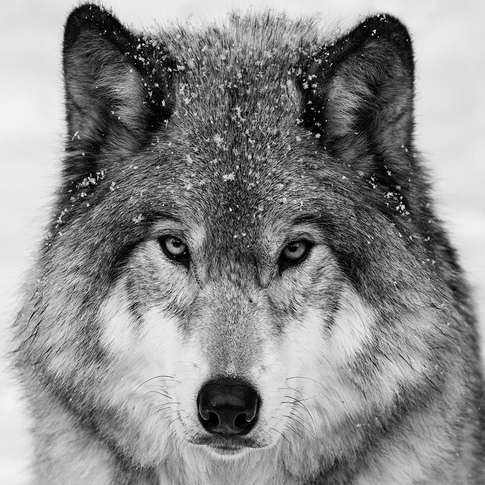 Wolf Portrait Plakat